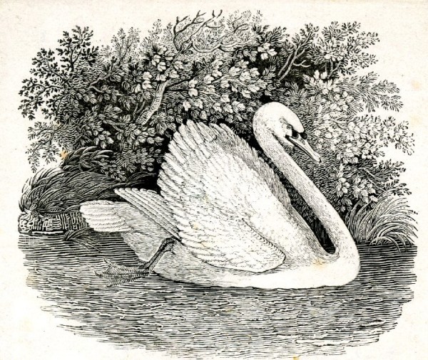 Floating reed beds The Line